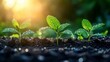 © MUMTAZ - Sunrise Seedlings: Nature's Rebirth