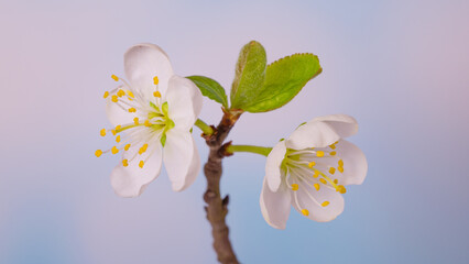 Wall Mural - Blooming cherry tree flowers on blue sky background, close-up.