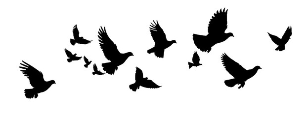 Wall Mural - flock of the pigeons isolated on transparent background, png file