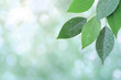 © Наталья Лазарева - Close-up of fresh green leaves covered in water droplets against a soft blurred background, symbolizing freshness, purity, and the beauty of nature, ideal for eco-themed designs