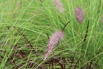 plant details. plant background. plants with selective focus.