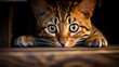 © Maksym - Curious Bengal cat lurking in a cozy wooden nook. Generative AI