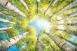 © Maxim Borbut - Viewing Beech Trees from below in early spring, showcasing fresh green leaves