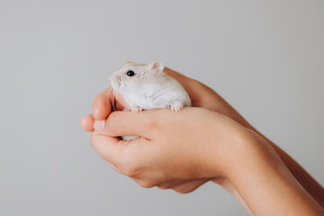 Veterinarian holding a cute pet Roborovski hamster