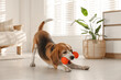 © New Africa - Cute dog playing with toy at home. Adorable pet