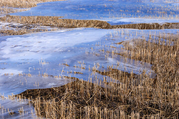 Wall Mural - A field of grass with a body of water in the background