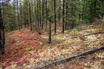 Wall Mural - a forest with a lot of dead trees and a few green trees