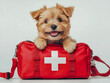 © Atmospheric stock - Cheerful puppy with red first aid kit