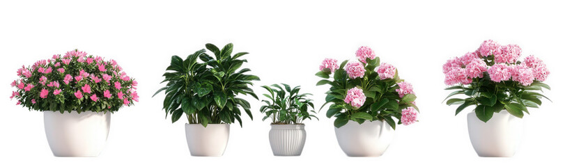 Wall Mural - a collection of five potted plants. each varying in size and type. with vibrant pink flowers and lush green foliage. arranged in a clean. minimalist setting the composition highlights the beauty of in