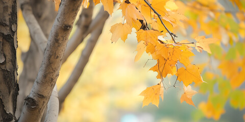 Autumn leaves in sunlight, capturing a peaceful fall day in a serene natural setting