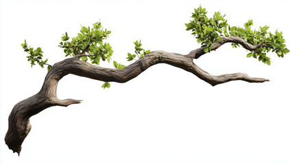 tree branch isolated on white
