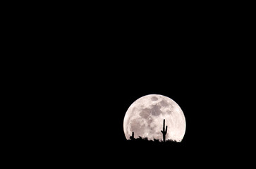 Wall Mural - full moon rising behind a saguaro cactus (carnegia gigantea)