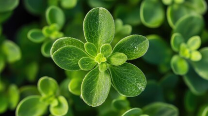 Poster - Close up of vibrant green succulent plant leaves showcasing intricate details and textures in natural light for botanical themes