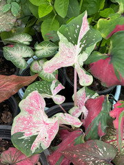 Wall Mural - green Caladium bicolor plant in the garden