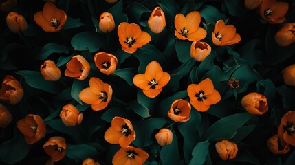 Fototapete - Vibrant orange tulips blooming in a lush green garden creating a stunning floral backdrop in natural light.