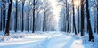 © Temteen - Snow-covered forest with bare branches and white trunks, frozen forest floor, wintery scenery