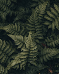 green fern background in moody vibe