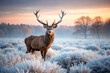 © Arethaawykoff - majestic stag stands in frosty landscape at sunrise, showcasing its antlers