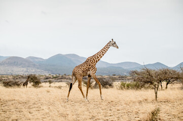 giraffe in the savannah