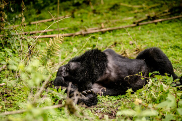 Sleeping gorilla