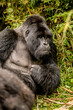 © Amanda - Silverback gorilla