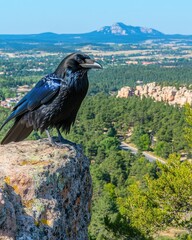 Wall Mural - A raven perched on a rocky ledge overlooking a scenic landscape with mountains and trees.