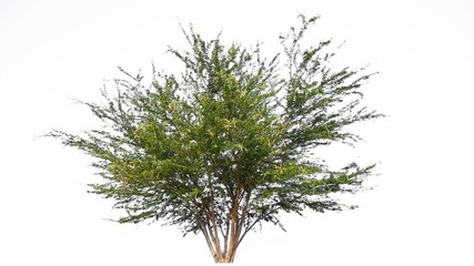 small  tree footage on white background