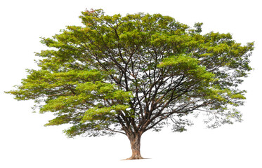 Leinwandbilder - Big tree PNG transparent background removed original background 