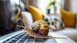 © anna - Snail crawling on laptop keyboard symbolizing slow internet speed