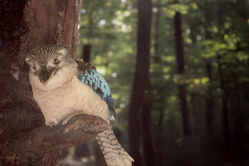 Wall Mural - the blue winged kookaburra is perched on a branch