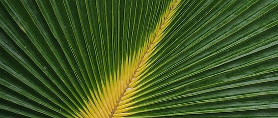 Palm frond with green pattern.