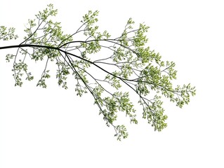 Spring tree branch with fresh green leaves against white background; nature, botany, design element.