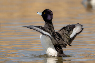 Tufted Duck