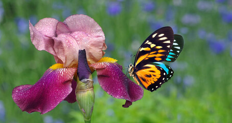 Aufkleber - irises blooming in the garden. purple iris flower and colorful tropical butterfly close up. copy space