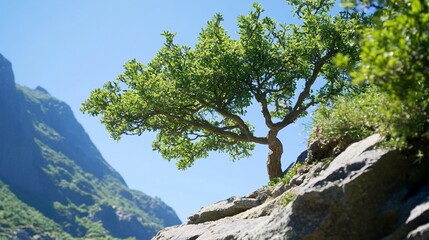 A solitary tree growing on rocky terrain under a clear blue sky.