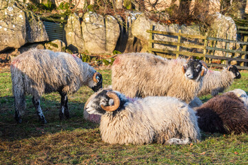 Wall Mural - yorkshire dales sheep warming from winter sunshine