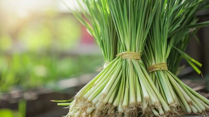 Wall Mural - beautiful lemongrass plant