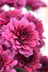 Wall Mural - pink chrysanthemum flower