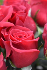 Wall Mural - red roses with water drops