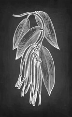 Canvas Print - vanilla branch chalk sketch