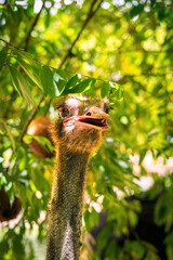 Ostrich head close up. Portrait of a funny ostrich against the green rainforest trees.