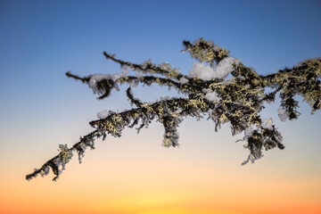 Wall Mural - A branch covered in frost and snow, with a beautiful blue sky in the background