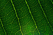 © banjongseal324 - Macro leaf background,background texture green leaf structure macro photography