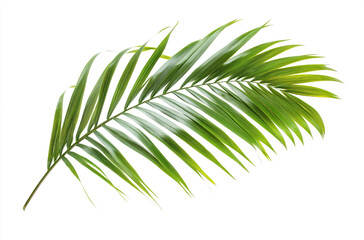 Wall Mural - Fresh palm leaf isolated on a white surface