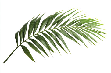 Wall Mural - A beautiful palm leaf on a bright white background