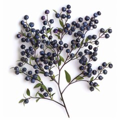 Wall Mural - Myrtle berries and leaves sprig showing many ripe fruits on white background, top view