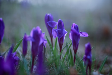 Sticker - Blooming blue plant Crocus