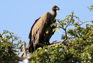 Wall Mural - A view of an African Bird in Tanzania showing a Vulture