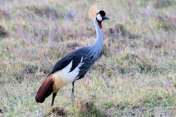 Wall Mural - A view of an African Bird in Tanzania showing a Crowned Crane