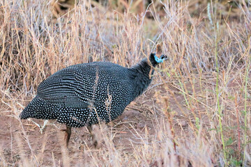 Wall Mural - A view of an African Bird in Tanzania showing a Guinea Fowl